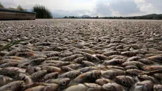 Puluhan ribu ikan air tawar "popocha" mati terdampar di laguna Cajititlan, negara bagian Jalisco, Meksiko, 17 Agustus 2015. Diduga sekitar 25 ton ikan mati karena tercemar limbah pabrik. (AFP PHOTO/HECTOR GUERRERO)