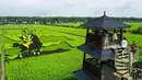 Para turis mengunjungi sawah dengan gambar yang dibuat dari berbagai varietas padi di Shenyang, Provinsi Liaoning, China, 17 Agustus 2021. (STR/AFP)