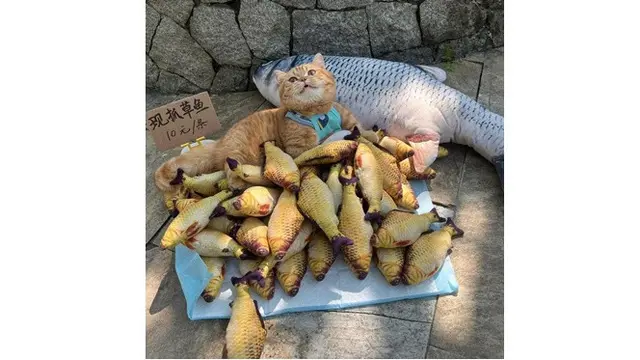 6 Potret Kucing Jualan Belum Laku, Mata Berbinar Minta Dibeli