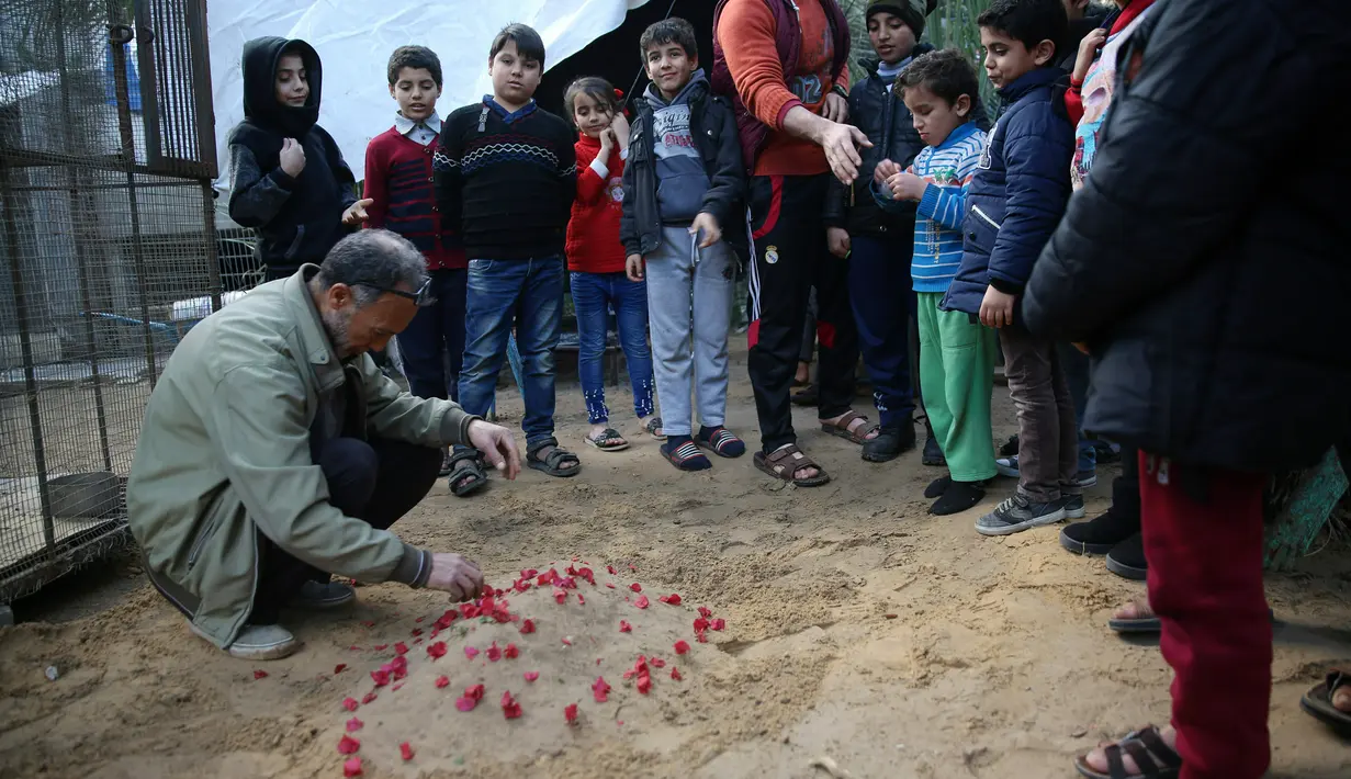 Pemilik kebun binatang Fathi Jumaa menaburkan bunga di kuburan empat anak singa di kebun binatangnya di kamp pengungsi Rafah, Gaza (18/1). Empat anak singa tersebut tewas pada pagi hari jelang berlangsungnya badai musim dingin.  (AP Photo/Adel Hana)