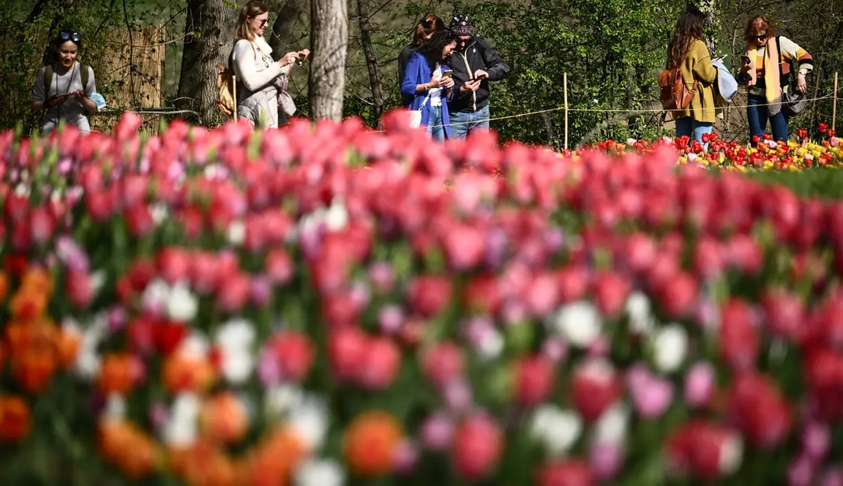 Pengunjung berjalan melewati hamparan bunga tulip di taman Kastil Pralormo di Pralormo, dekat Turin (11/4/2022). Lebih dari 75.000 bunga tulip bermekaran di waktu yang sama waktu dan mengumumkan kedatangan musim semi. (AFP/Marco Bertorello)