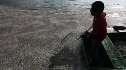 Seorang anak mengumpulkan puluhan ribu ikan air tawar "popocha" yang mati di laguna Cajititlan, negara bagian Jalisco, Meksiko, 17 Agustus 2015. Diduga sekitar 25 ton ikan mati karena tercemar limbah pabrik. (AFP PHOTO/HECTOR GUERRERO)