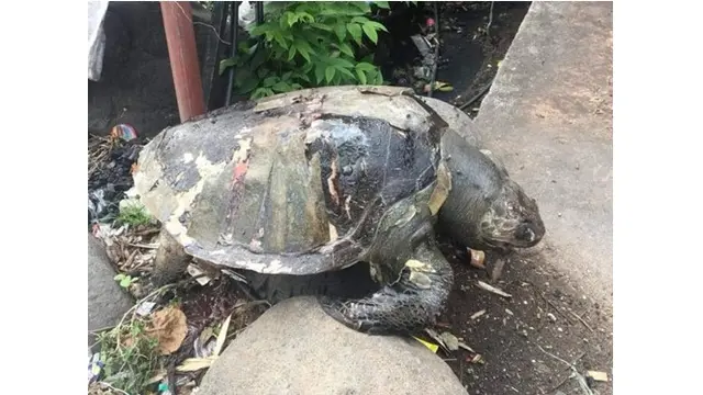 Potret Kondisi Penyu Saat Ditemukan Mati Ini Bikin Miris