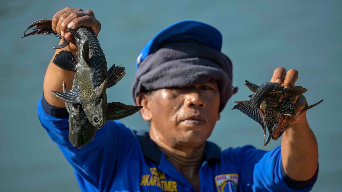 DKPKP DKI Jakarta Ungkap Perbedaan Mencolok Siomai Ikan Tenggiri dan Sapu-Sapu