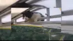 Kucing bercorak hitam-putih itu tiba-tiba bergelayutan di sayap dan berpegangan erat-erat. Entah bagaimana bisa ada di situ.