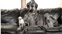 Momen langka anjing tertinggi dan terpendek di dunia bermain bersama. (Sumber: Guinness World Records via Oddee)