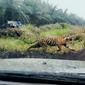 Harimau sumatra yang pernah berkonflik dengan manusia di Riau. (Liputan6.com/M Syukur)