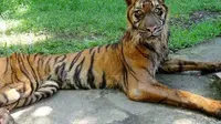 Semua paham, harimau atau macan adalah binatang carnivora yang hanya bisa makan daging. 