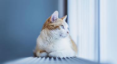 Meongers Ini Segudang Fakta Menarik Tentang Kucing Lifestyle Fimela Com