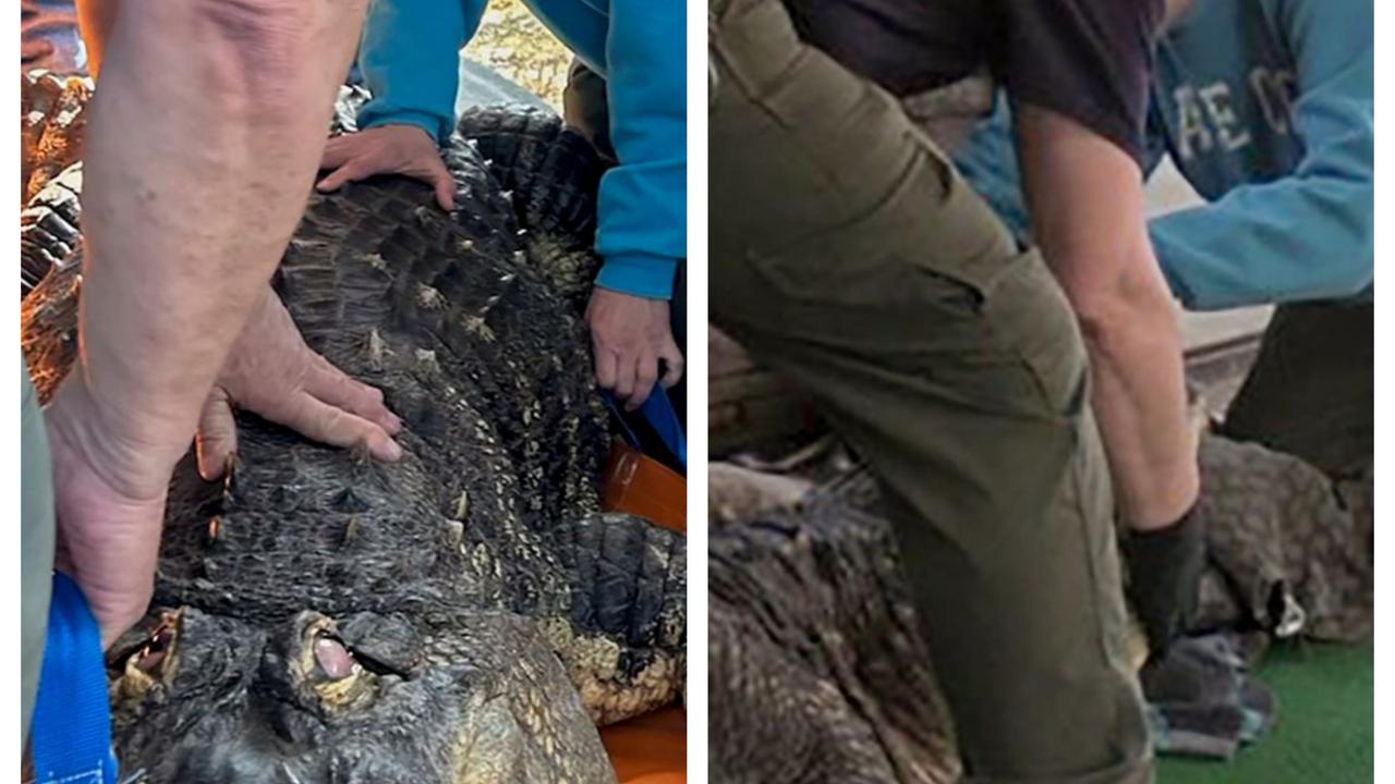 30 Tahun Dipelihara Secara Ilegal, Buaya Berukuran 3,4 Meter Ini Disita Petugas