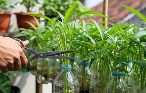 Trik Sukses Menanam Kangkung di Botol Bekas agar Daunnya Lebat, Cepat Dipanen untuk Konsumsi Harian (Foto: Gemini AI)