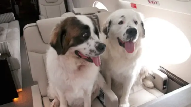Pasutri Rombak Pesawat Rp 108 Miliar Demi Ajak Anjing Jalan-jalan