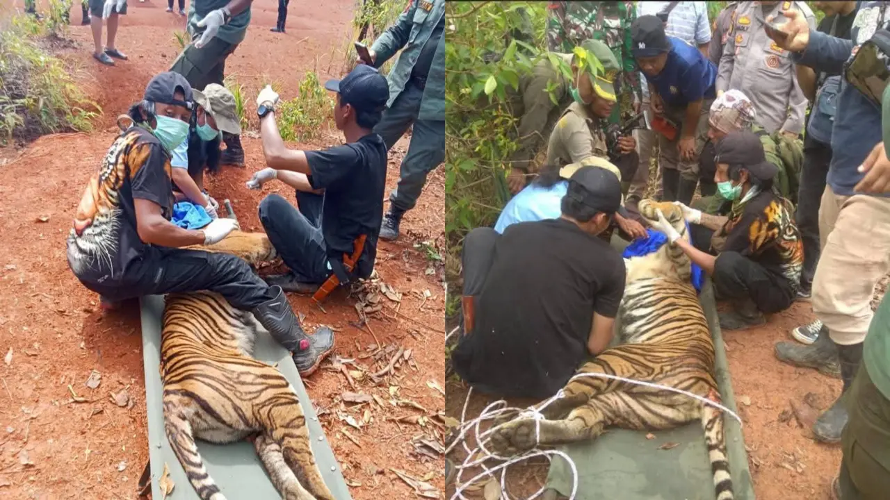 Proses evakuasi Harimau Sumatera oleh petugas gabungan di Pesisir Barat, Lampung. Foto : (Istimewa).