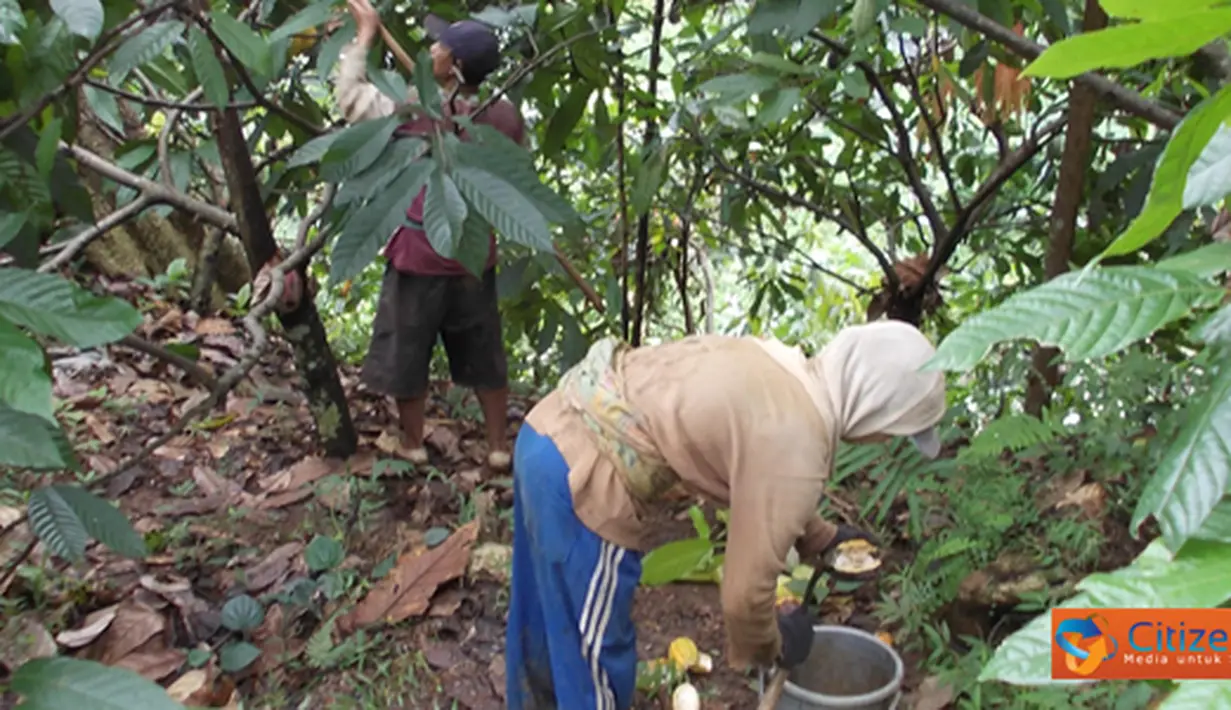 Citizen6, Wonosalam: Para petani cokelat terlihat memetik cokelat yang telah menguning. Setelah itu mereka mengirimkan ke pabrik untuk diolah. (Pengirim: Umi Khofsoh)