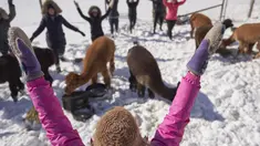 Angie Inglis memimpin Yoga Salju bersama Alpaca di salju di Brae Ridge Farm and Sanctuary dekat Guelph, Ontario, pada 20 Februari 2022. Selusin orang mengikuti kelas yoga di luar ruangan dikelilingi oleh alpaca di musim dingin Kanada yang membekukan. (Geoff Robins / AFP)