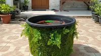Begini Cara Membuat Kolam Ikan dari Bahan Ember Bekas di Rumah Minimalis