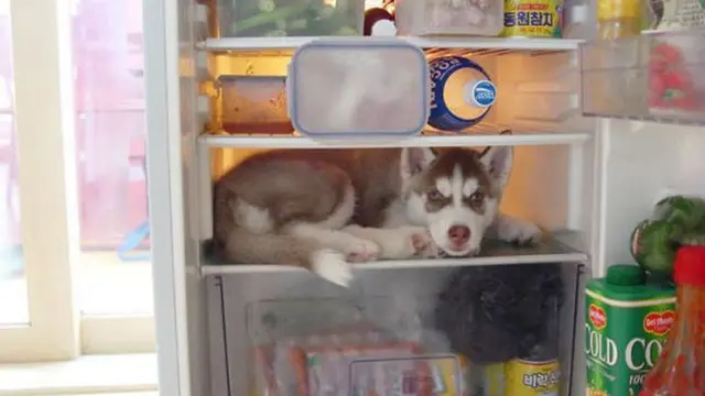 7 Potret Aksi Anjing saat Bersembunyi Ini Bikin Gemas