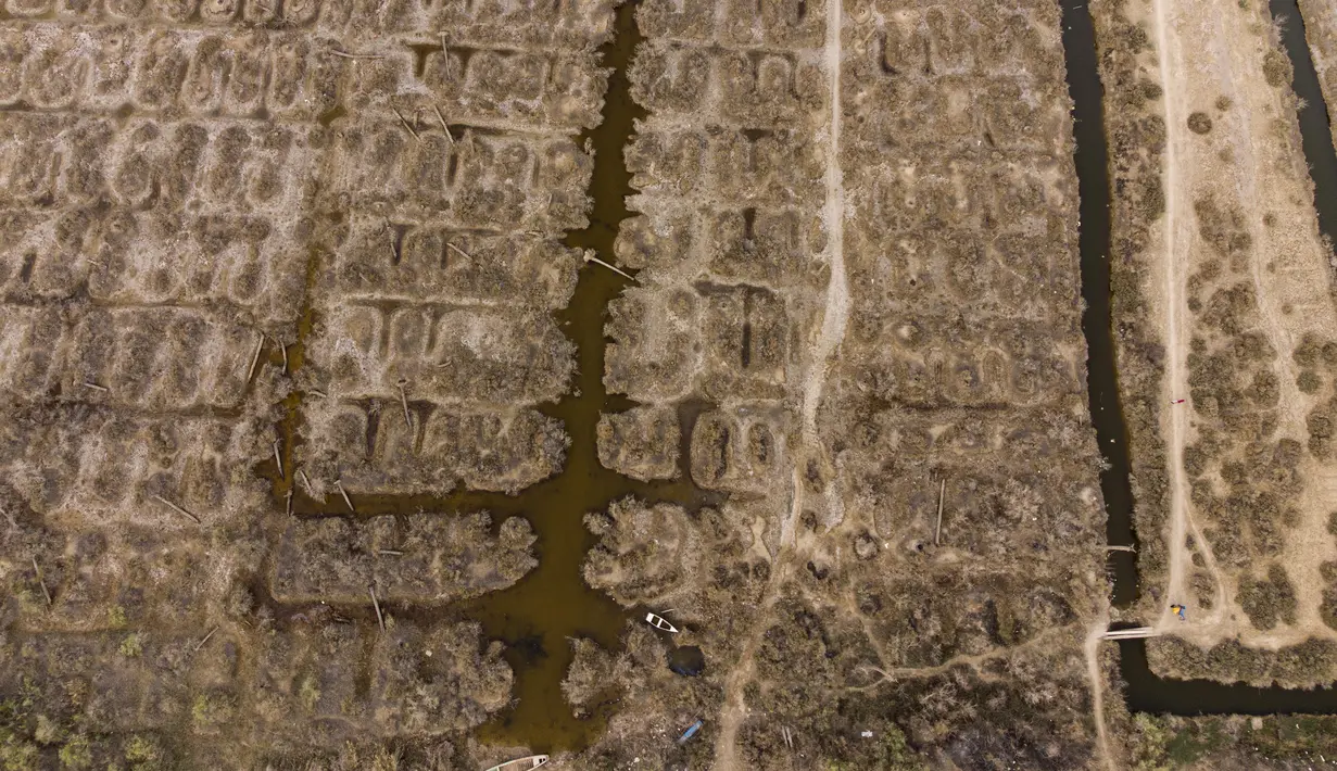 Foto udara memperlihatkan kebun kelapa sawit yang rusak karena garam dan polusi di tepi Sungai Shatt Al-Arab, Basra, Irak, 21 Maret 2022. Air limbah yang dihasilkan Irak, negara berpenduduk 38 juta jiwa, juga meracuni Sungai Tigris dan Efrat. (Hussein FALEH/AFP)