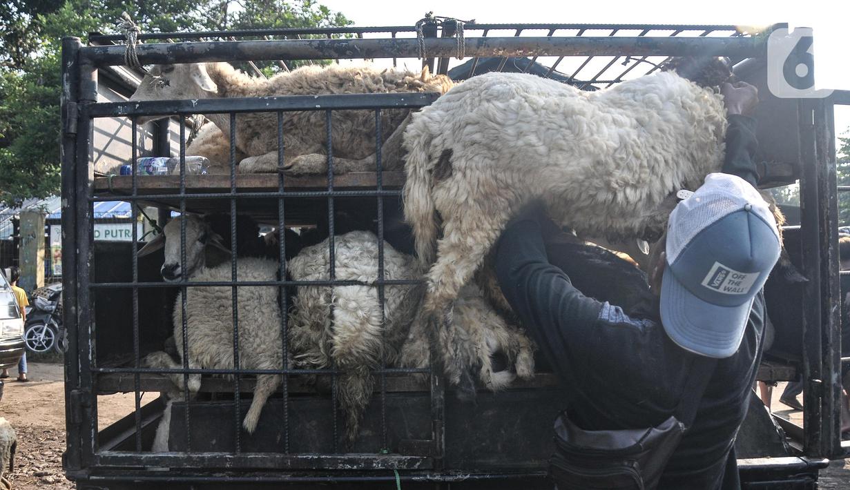 Pembeli mengangkut domba ke dalam mobil pikap di Pasar Hewan Jonggol, Kabupaten Bogor, Jawa Barat, Kamis (7/7/2022). Menjelang Idul Adha yang jatuh pada 10 Juli mendatang, pasar hewan terbesar se-Jabodetabek itu kian ramai dipadati oleh aktivitas jual beli hewan kurban seperti sapi, kerbau, dan domba. (merdeka.com/Iqbal S Nugroho)