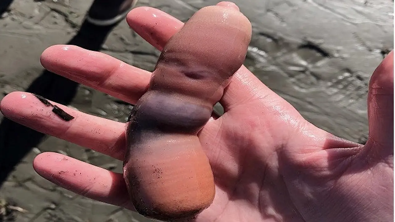Ikan Penis