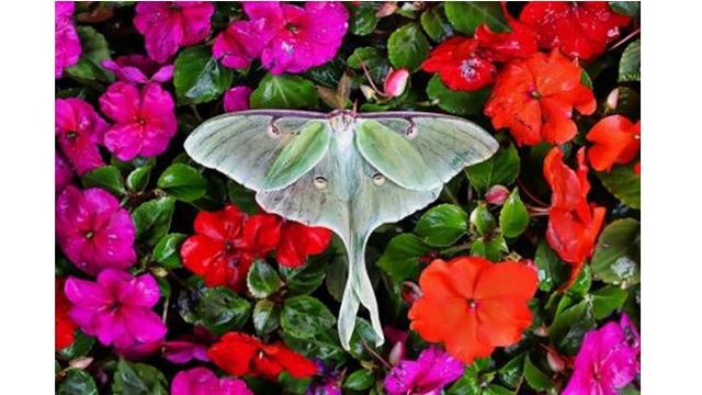 6 Hewan Ini Punya Umur Sangat Pendek di Dunia, Ada yang Hidup Hanya 5 Menit