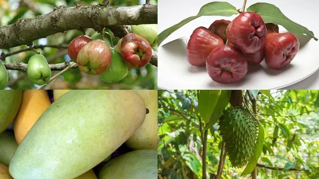 Jambu Bol, Jambu Air, Mangga, dan Sirsak