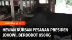 Hari Raya Idul Adha masih sebulan lagi, namun jauh-jauh hari, Presiden Joko Widodo sudah memesan hewan kurban. Salah satu yang dipesan adalah sapi berbobot 850 kilogram, milik peternak di Konawe Selatan, Sulawesi Tenggara.