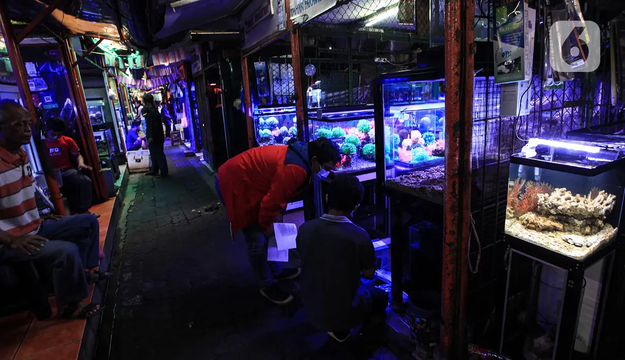 Suasana sepi pasar penjualan ikan hias di kawasan Sumenep, Menteng, Jakarta, Selasa (8/12/2020). BPS mencatat ekspor ikan hias Indonesia pada kuartal I 2020 anjlok 24,7 persen atau hanya US$6,41 juta yang membuat pedagang tetap bertahan di tengah hantaman pandemi COVID-19. (merdeka.com/Imam Buhori)