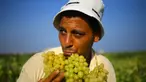Seorang petani Palestina membawa buah anggur selama musim panen di sebuah kebun anggur di Kota Gaza (19/7). Menurut Departemen Pertanian Gaza memproduksi sekitar 8115 ton anggur setiap tahunnya. (AFP Photo/Mohammed Abed)