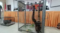 Niat Dapat Untung Jual Kucing Hutan di Medsos, Pria Ini Malah Ditangkap Polisi