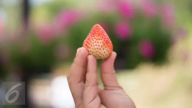 Buah Stroberi
