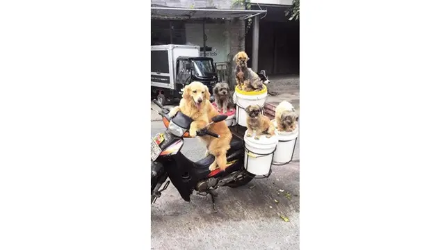 Pria Ini Selalu Bawa Banyak Anjing Saat Bekerja, Ini 6 Potretnya