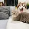 Mau Pelihara Kucing atau Anjing? Kenali Dulu Perbedaan Karakter Masing-Masing