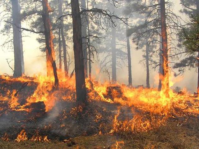 Penyebab Kebakaran Hutan Yang Sering Terjadi Rusak  Habitat 