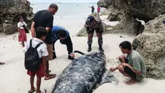 Sebuah foto yang diambil pada 10 Maret 2026 menunjukkan seorang petugas dari Kementerian Kelautan dan Perikanan Indonesia sedang mengukur tubuh seekor paus pilot yang terdampar di pantai Mbadokai, Desa Deranitan, Kabupaten Rote Ndao, Nusa Tenggara Timur (NTT), pada Senin 9 Maret 2026. 55 paus pilot ditemukan terdampar di sepanjang garis pantai Mbadokai, Desa Deranitan, Kabupaten Rote Ndao, Nusa Tenggara Timur (NTT), pada Senin 9 Maret 2026. (Foto: AFP)