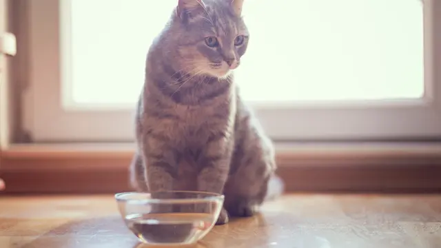 5 Checklist Penting Sebelum Bawa Kucing Baru Pulang ke Rumah