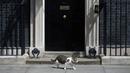 Larry, kucing yang menjabat sebagai "Kepala Pemburu Tikus"  melintasi pintu kantor PM Inggris, Downing Street 10 di London, Rabu (13/7). Larry menghabiskan hari-harinya dengan memberi salam pada tamu dan memeriksa keamanan pertahanan. (OLI SCARFF/AFP)