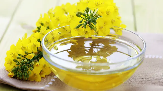 Ilustrasi minyak canola kanola