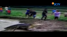 Buaya liar tersebut tidak berhasil ditangkap dan kembali ke sungai.