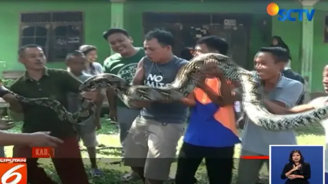 Sebelum Ditangkap, Ular Piton di Tangerang Sering Mondar-mandir di Jalan