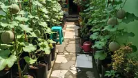 6 Tips Melon Cepat Besar Meski Ditanam di Polybag, Panen Melimpah