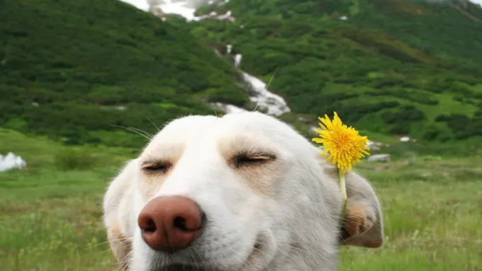 19 Anjing Berwajah Ceria Sepanjang Waktu