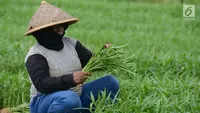 15 Jenis Sayuran yang Bisa Panen Berkali-kali dan Laku di Pasar, Cepat Balik Modal