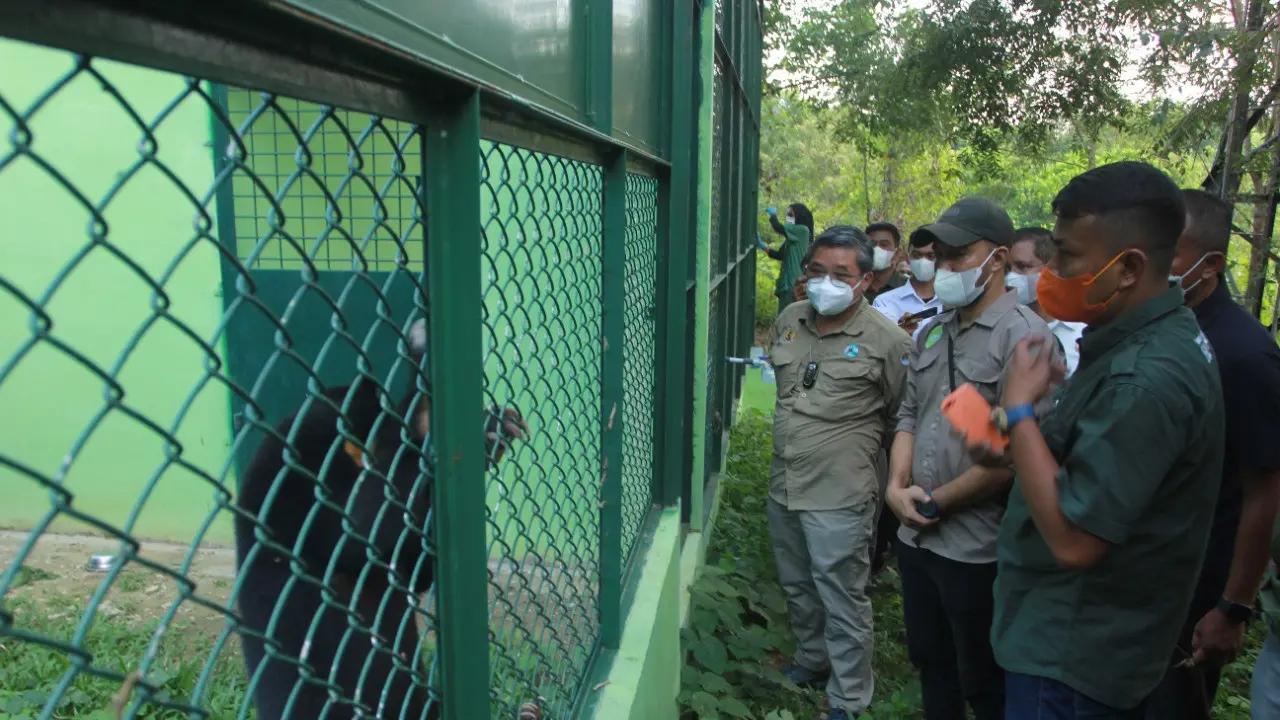 Pusat penyelamatan orangutan, beruang, dan primata dilindungi lainnya