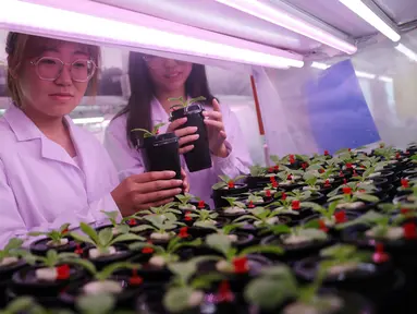 Sejumlah mahasiswa pascasarjana memantau pertumbuhan sayuran di Universitas Pertanian Shenyang selama liburan musim panas di Shenyang, Provinsi Liaoning, China timur laut, 3 Agustus 2020. (Xinhua/Yang Qing)
