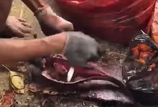 Warga Tengah Menyiangi Ikan Sapu-Sapu di Pinggir Kali (Tangkapan Layar Instagram Walkot Jakpus, Arifin @arifinofficial_)