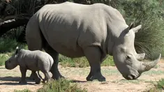 Seekor induk badak putih bernama Lima berjalan dengan bayinya di Cagar Afrika Sigean (Aude), di Prancis, 21 September 2018. Bayi badak putih jantan seberat 50 kg itu lahir pada 4 September lalu. (AFP / RAYMOND ROIG)