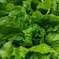 Ilustrasi oleh Unsplash.