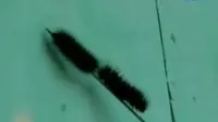 VIDEO: Ribuan Ulat Bulu dan Ular Sanca Serang Warga Depok