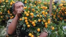Seorang pedagang mengecek jeruk jenis Kumquat dan Chusa yang di impor dari Cina di Jakarta, Rabu (27/1). Permintaan Jeruk asal Cina tersebut meningkat 100 % menjelang imlek. (Liputan6.com/Angga Yuniar)